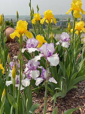 Iris