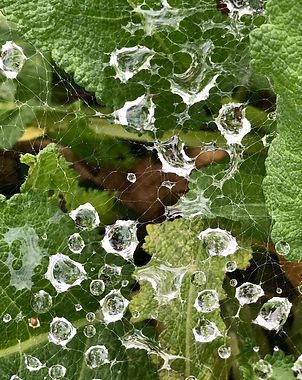 Spiderweb
