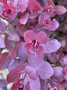 Smoke Bush