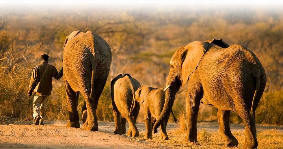 Standing Tall for Elephants, How the International Elephant Foundation Inspires Young Eco Heroes