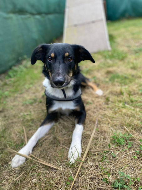 Rééducation chien dans le Var à Hyères-les-Palmiers par Main dans la Patte