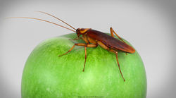 Beauty and the Beast