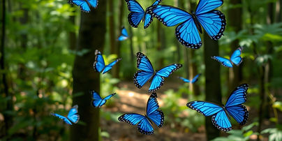 Blue butterflies in flight in the forest.jpg