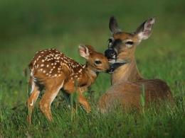 Большой круг