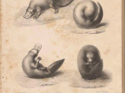 Gravure ancienne d'Ornythorynxus paradoxus