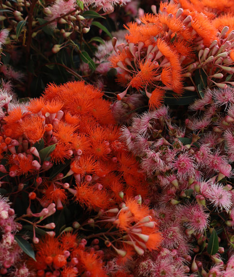 Australian native flowers in orange and pink tones