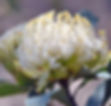 PCC_Waratah Image 2.jpg