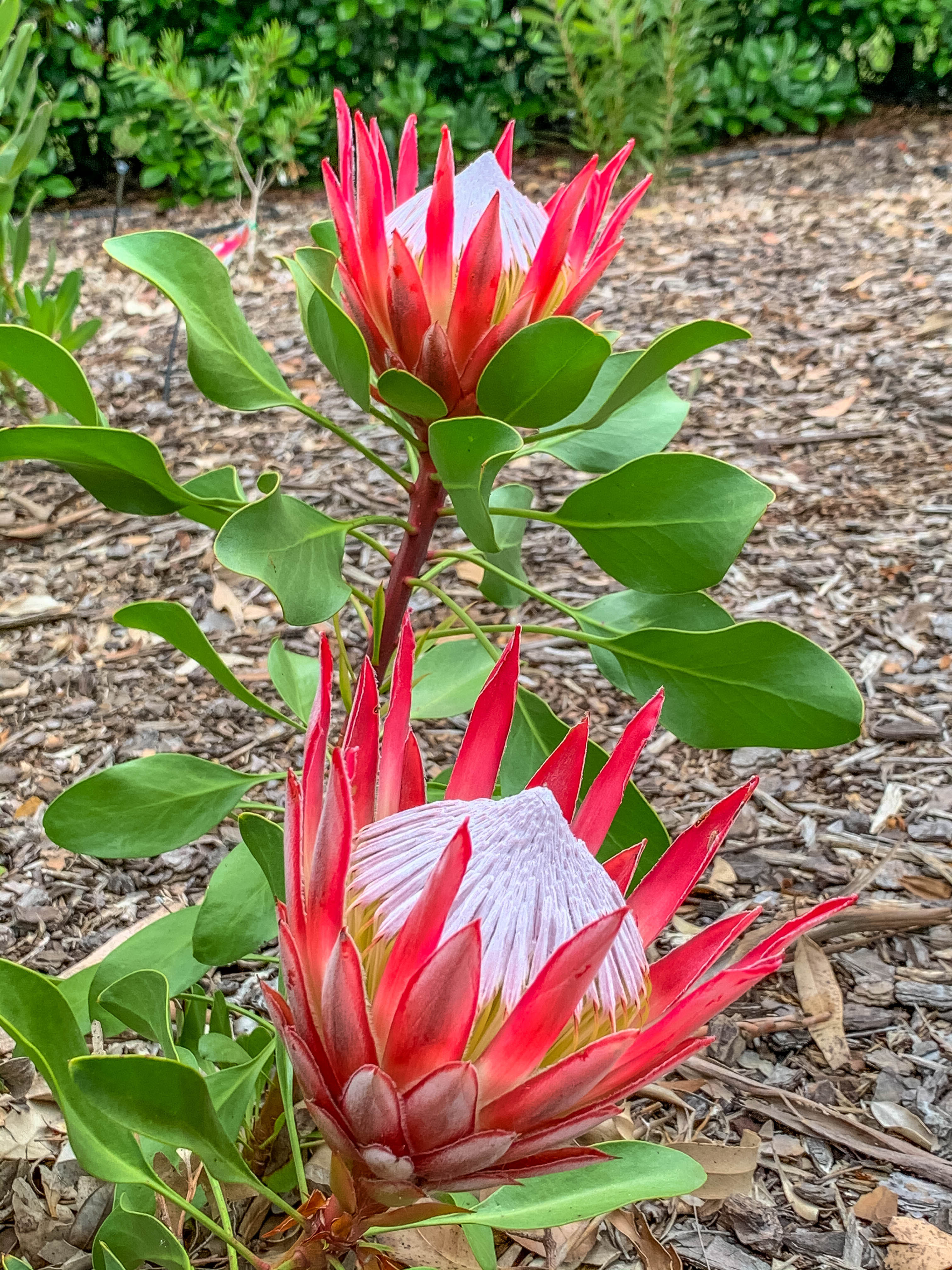 Greeting Cards - Flowers