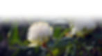 PCC_Waratah Image 1.jpg