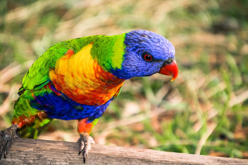 Thumbnail: Mugs - Wildlife