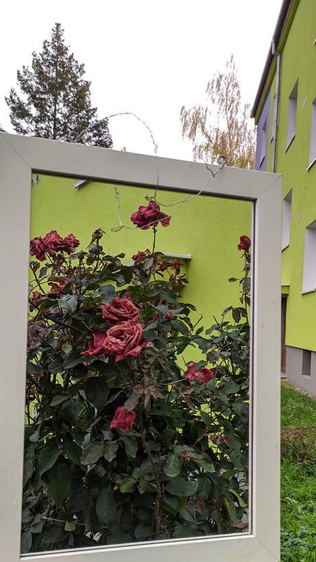 MVIMG_20191105_121421