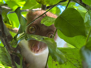 Animals You Can Spot on Kri Island (Besides the Fish!)