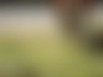 How Fall Seasonal Businesses Use On-Demand Weed Removal