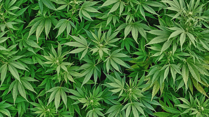 Leaves+background+16x9.jpg