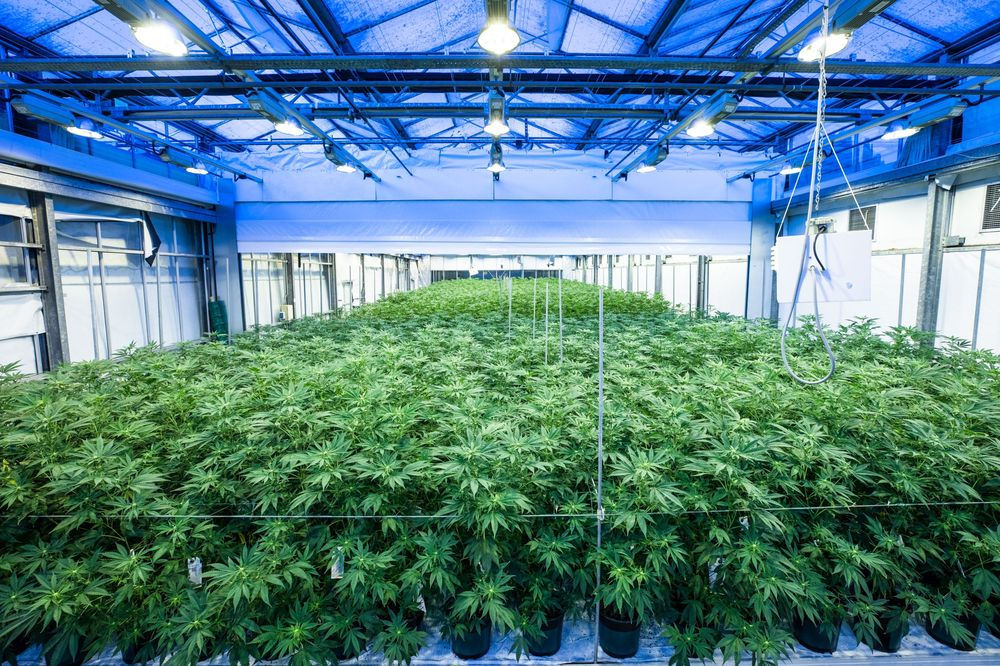 Arkansas Awards Sixth Medical Marijuana Cultivation License Arkansas Awards Sixth Medical Marijuana Cultivation License