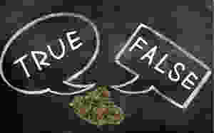 Cannabis true or false trivia questions