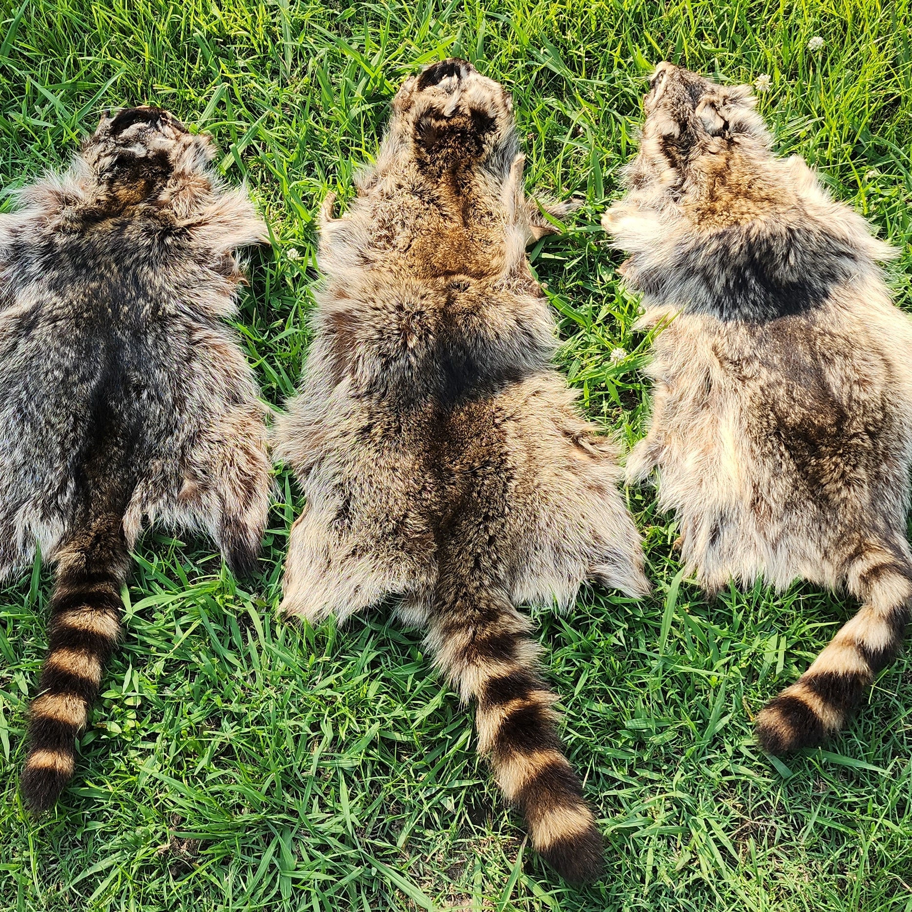 Soft tan Raccoon hides. 