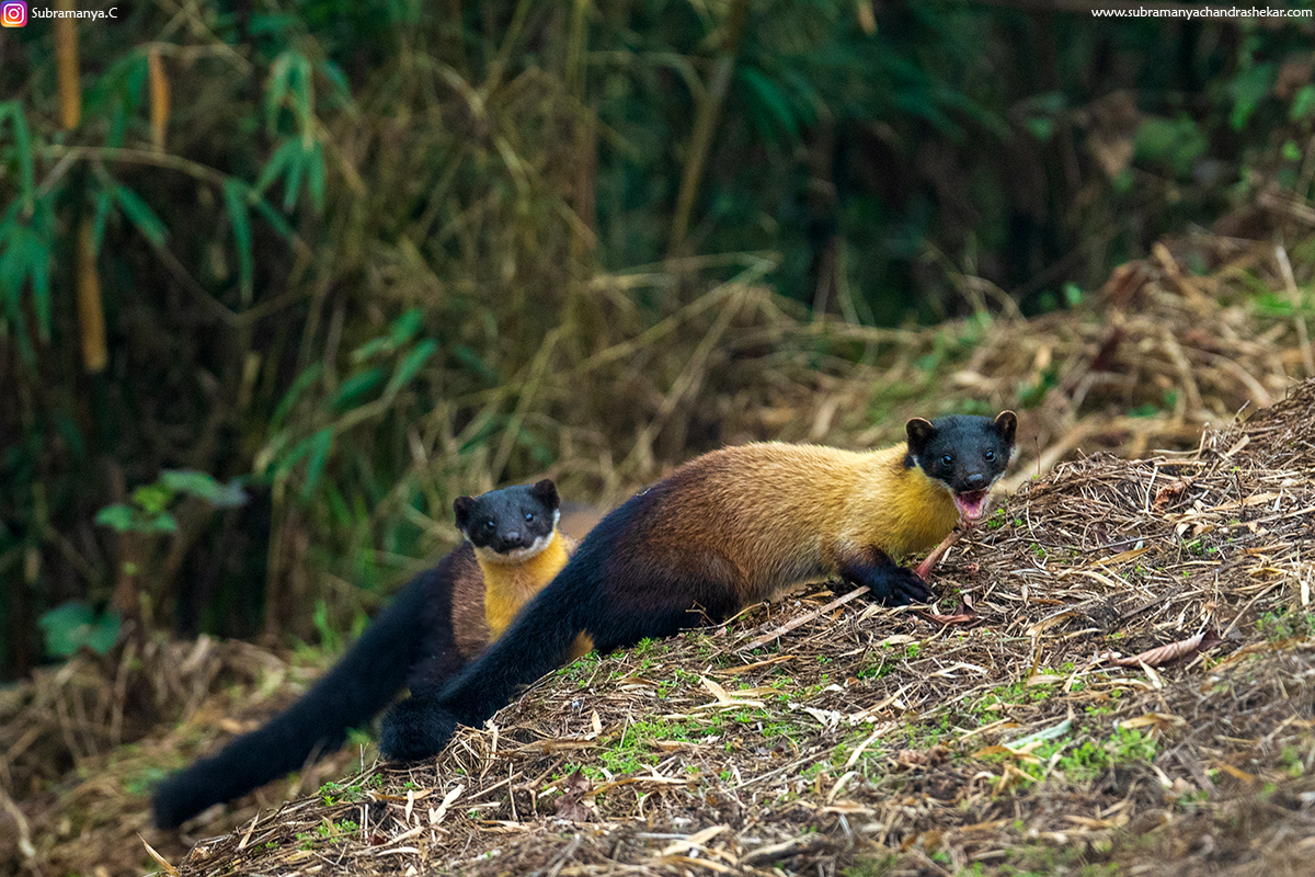 _SC03506.jpg