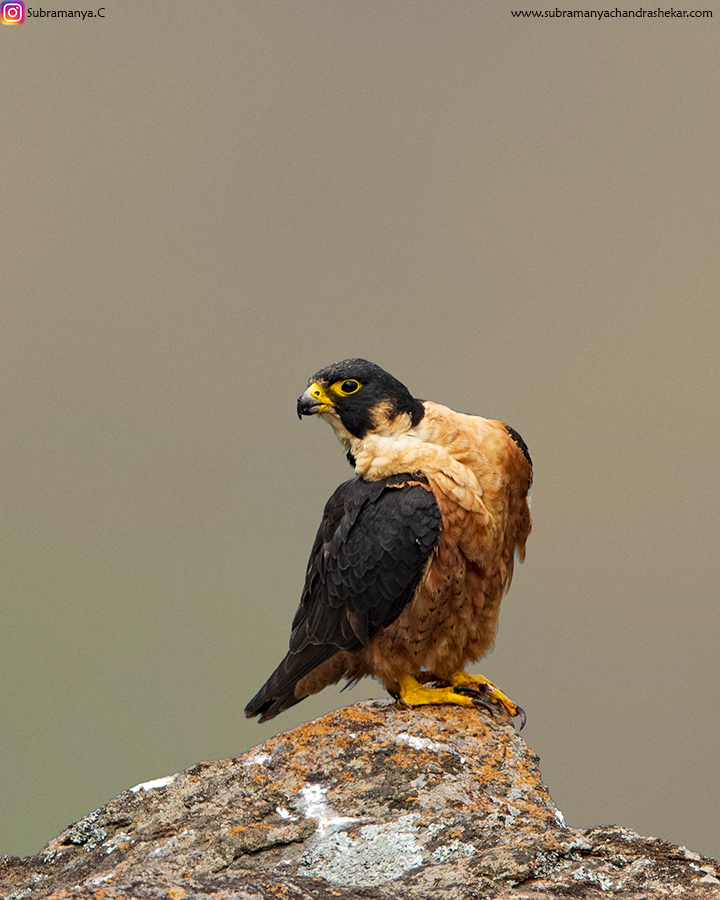 DSC_4648.jpg