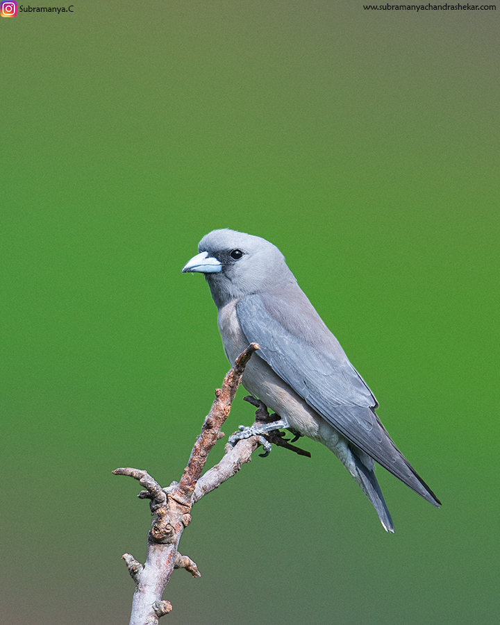 _SJK1281.jpg