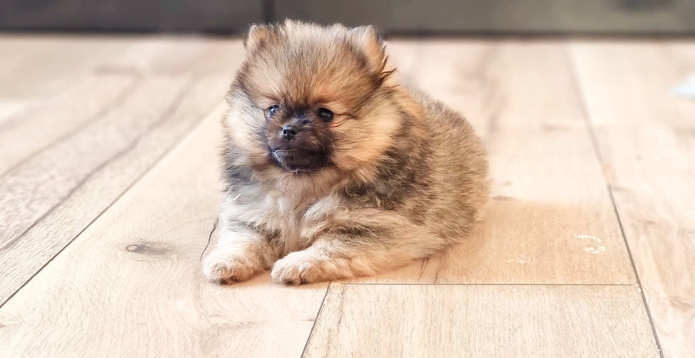 WhatsApp Bild 2023-02-07 um 15.33_edited.jpg