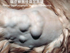 貓皮癬菌性偽足菌腫(Feline dermatophytic pseudomycetoma)