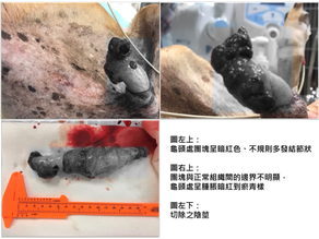 犬罕見陰莖血管肉瘤