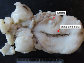 公貓之乳腺腫瘤