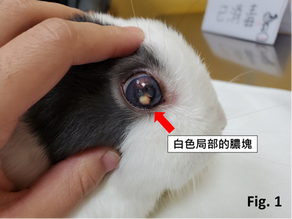 腦炎微孢子蟲