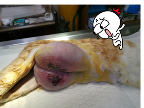 貓乳腺纖維腺瘤性變化
