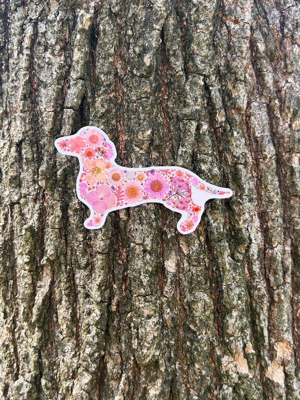 Thumbnail: Daisy Girl Dachshund 