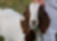 goat_edited_edited.jpg