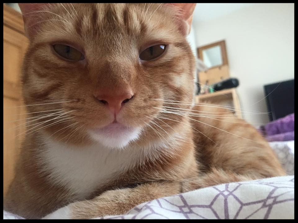 Chester the Criminal Mastermind!