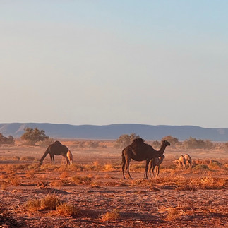 Camels walking across desert plains in southern Morocco near the Sahara