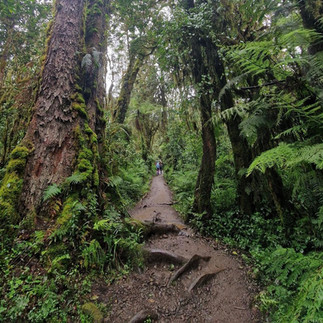 Jungle start of the Machame Route