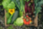 Seed Saving Workshop