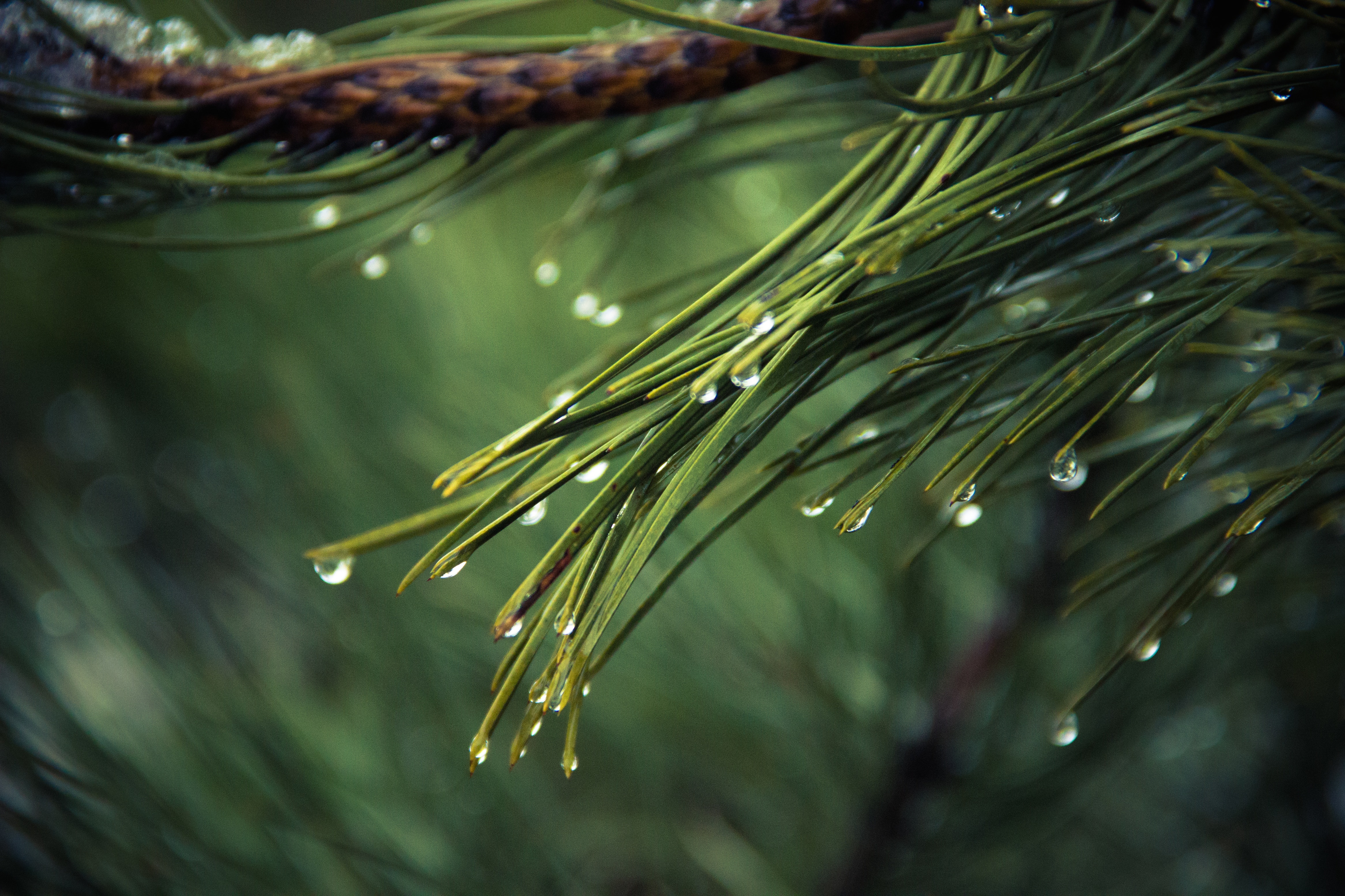 drops-of-water-hd-wallpaper-iphone-wallp