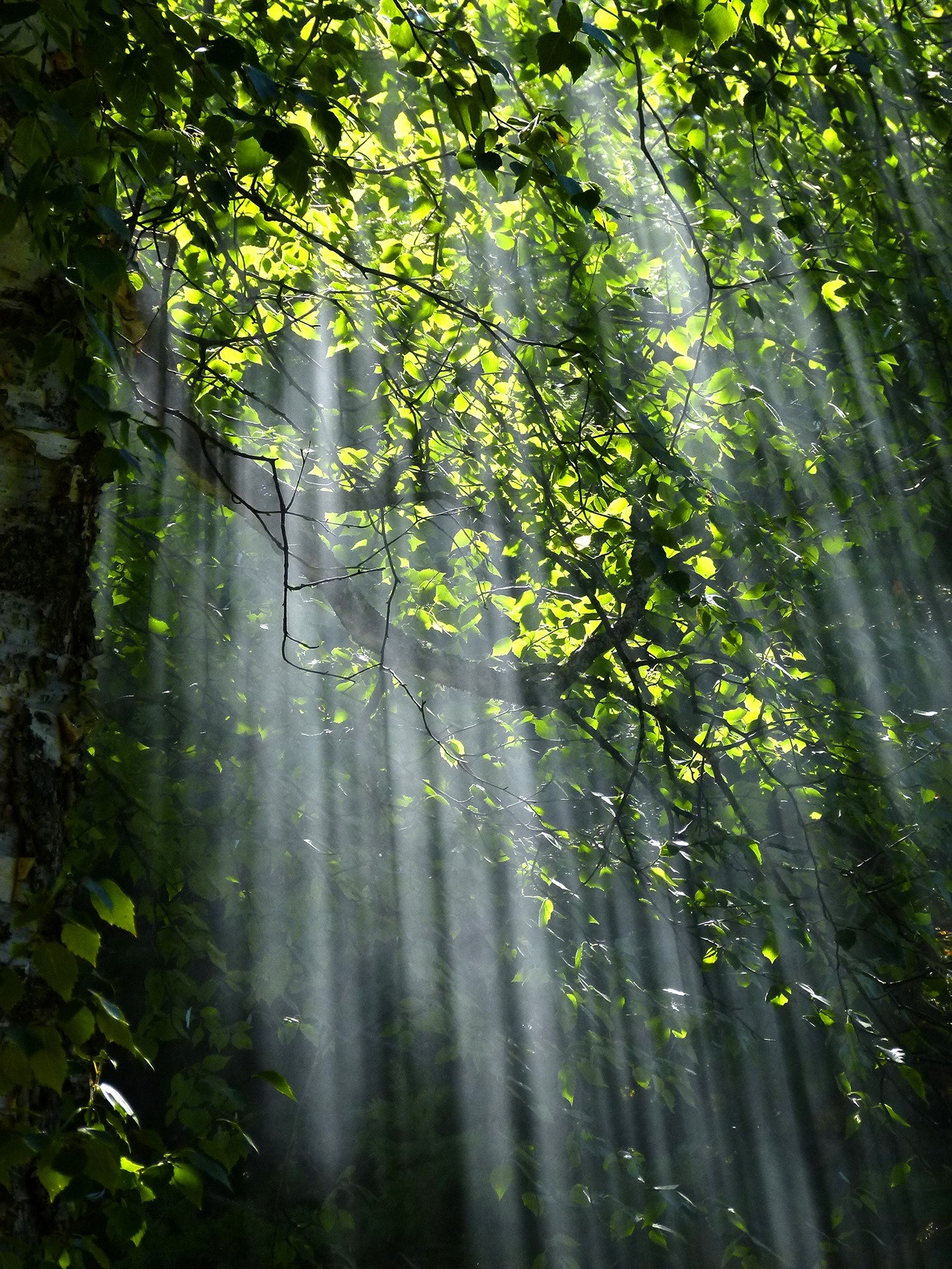 forest-light-nature-70365
