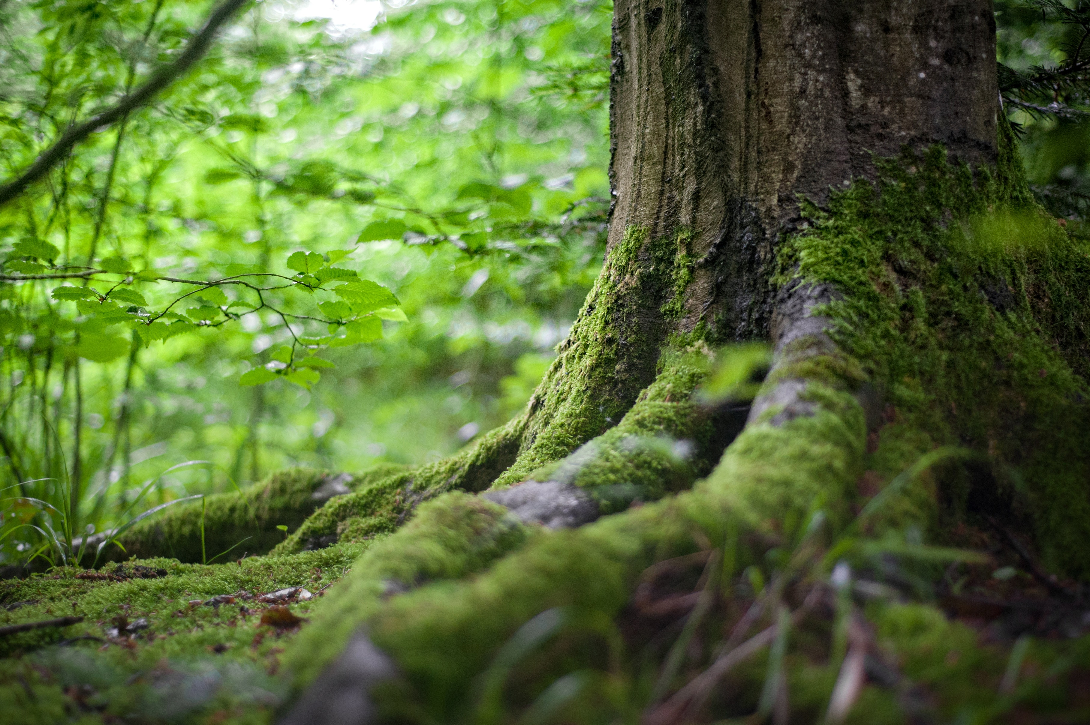 environment-forest-grass-142497