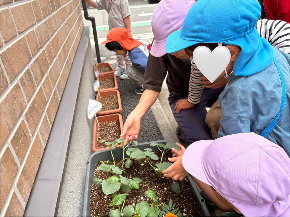 子供たちがプランターで植物を観察