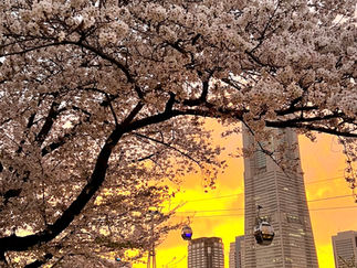 桜色に染まるランドマークタワー