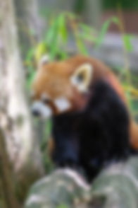 © Margaux C Parc animalier de Sainte Croix