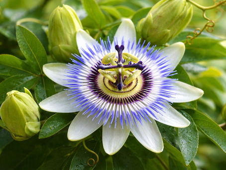 La passiflore pour le chien et le chat