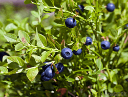 ARANDANOS