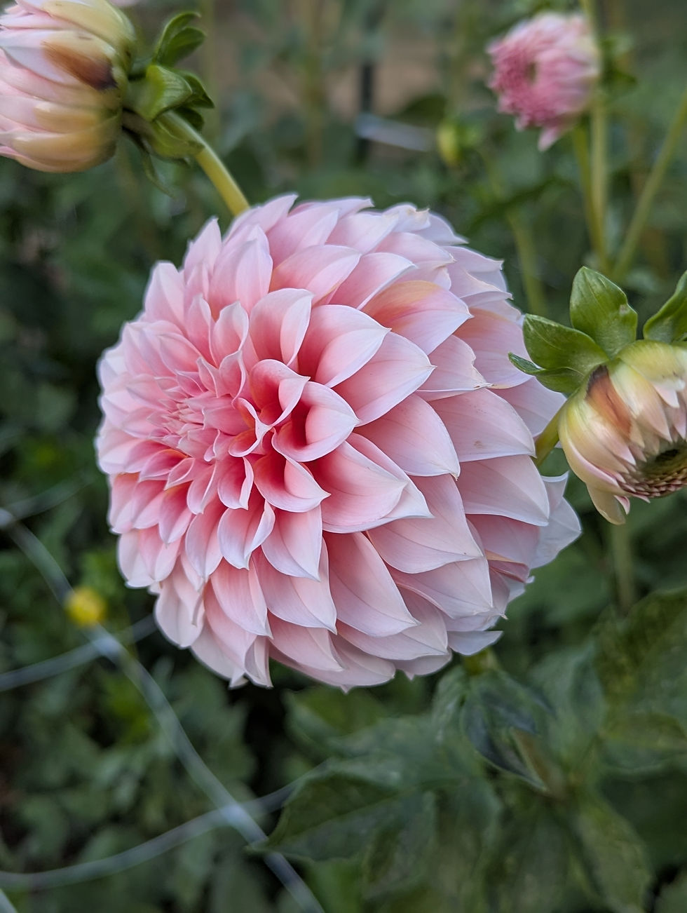 Thumbnail: Peaches and Cream