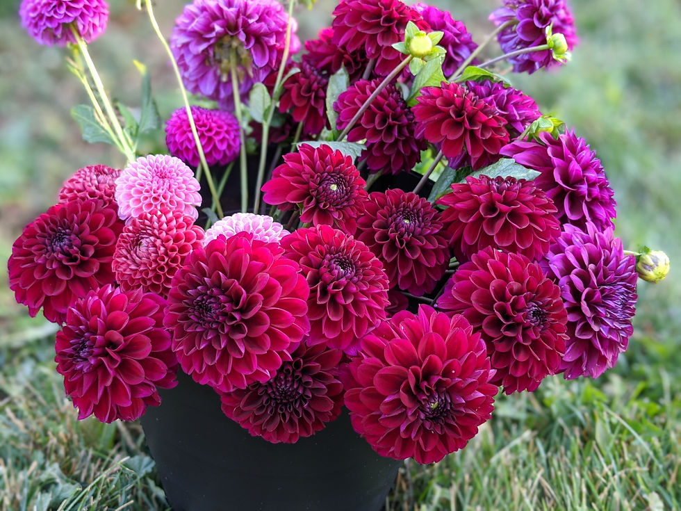 Thumbnail: Rebecca Lynn