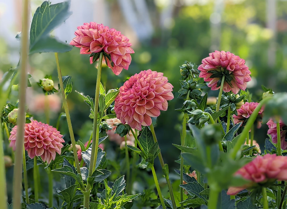 Thumbnail: Robinhood