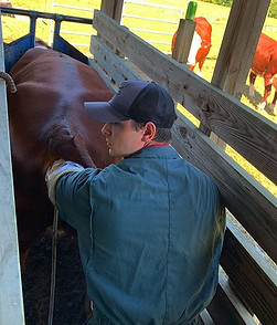 “PREGNANT!!” _codycreelmancowvet_. _Just