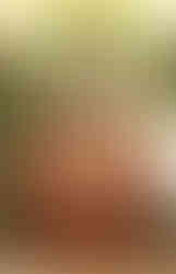 Stained glass by Charles Booth and Charles Hogeman in altar at Christ Church Cathedral, Nashville