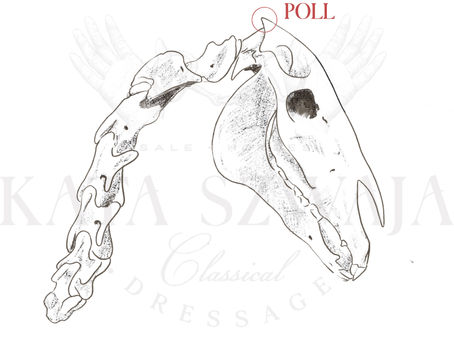 Poll as the Highest Point: A Simple Guide for Horse Riders